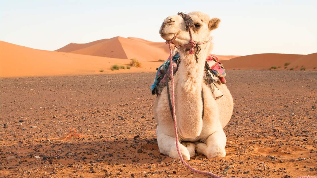 2 Nights Camel Trekking in Merzouga