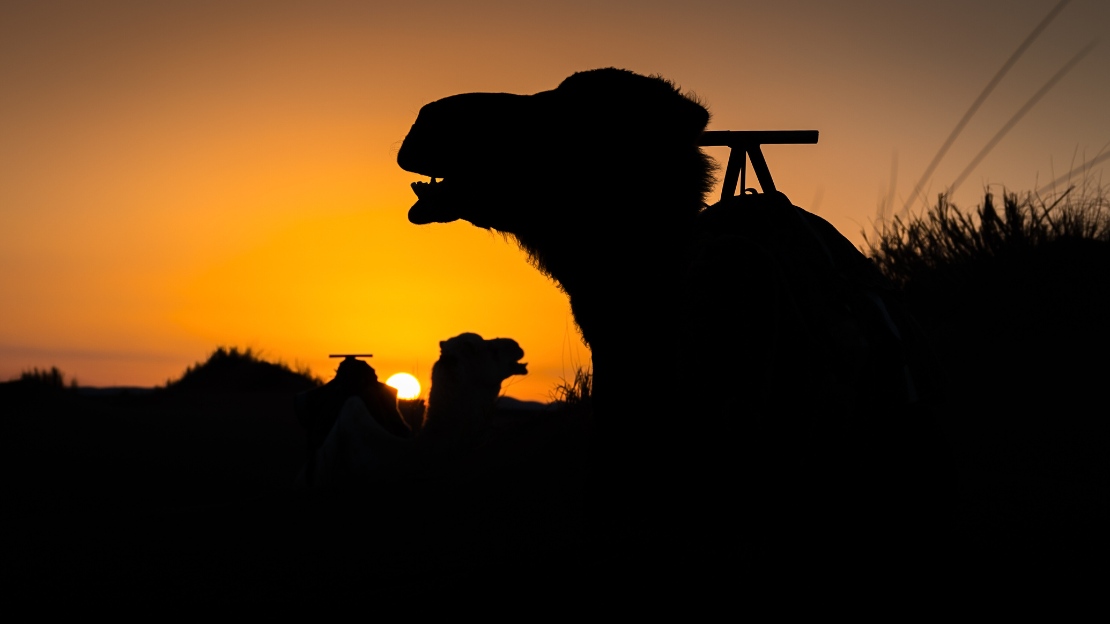 sunrise camel tour in erg chebbi