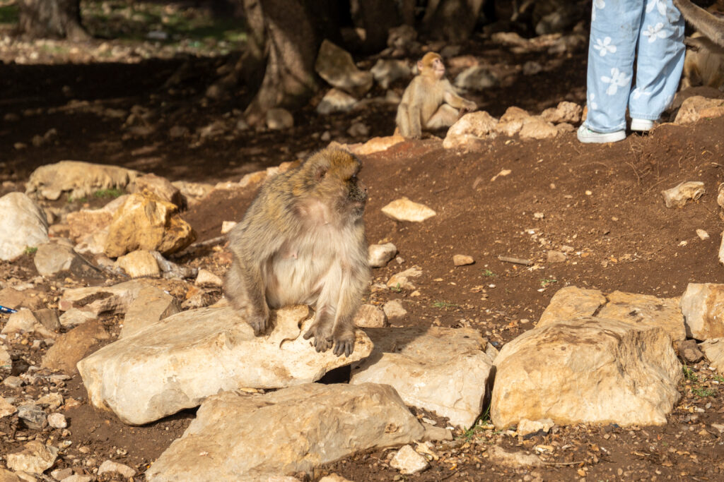 3 Days Desert Tour from Fes to marrakech