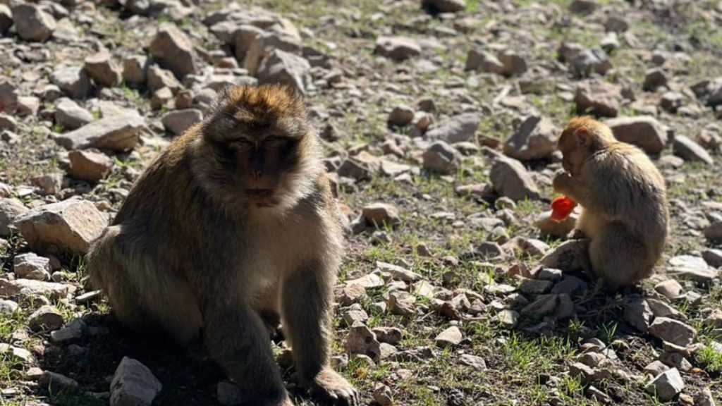 3 Days Desert Tour from Marrakech to Fes